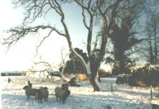 Sheep in the Wolds